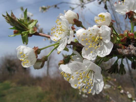 Vogelkirsche, Blüten