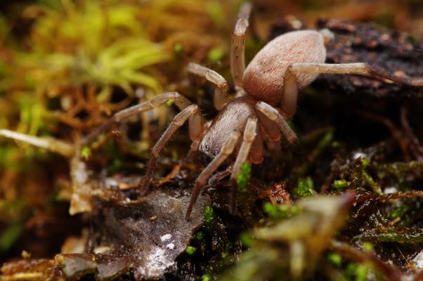 Clubiona saxatilis