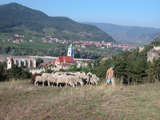 Schafbeweidung oberhalb von Dürnstein, 2005