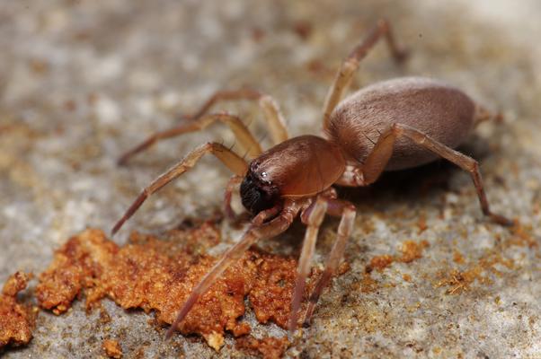 Clubiona saxatilis