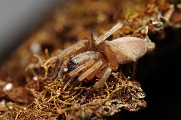 Clubiona saxatilis