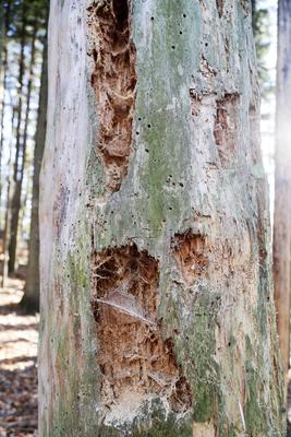 20-50% aller im Wald vorkommenden Pilze, Flechten, Moose, Schnecken, Käfer und Vögel sind auf das Vorhandensein von Totholz angewiesen. 
