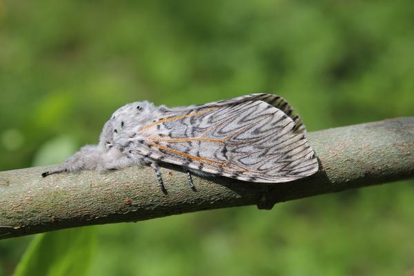 großer gabelschwanz falter