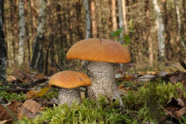 Birken-Rotkappen im Wald