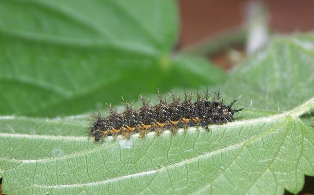 ausgewachsene Landkärtchen Raupe
