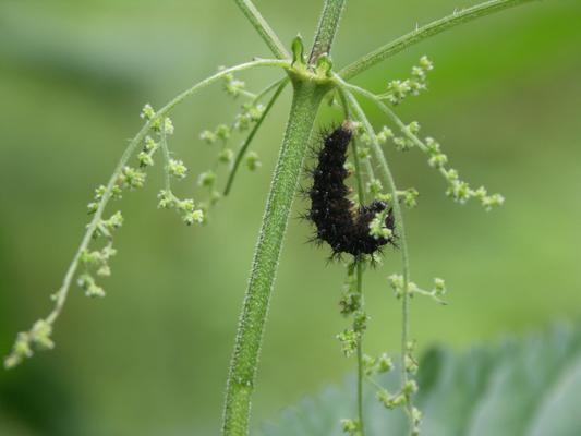 Landkärtchen Raupe