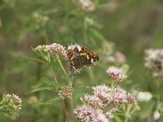 Landkärtchen Mischform zwischen Frühlings- und Sommerform