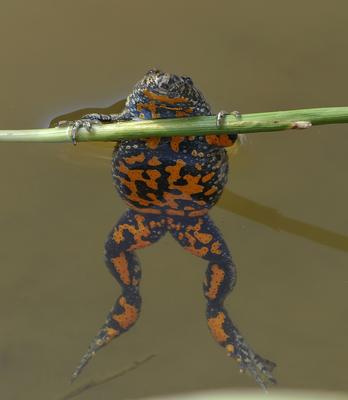 Rotbauchunke im Wasser