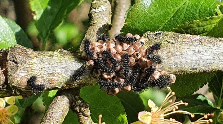Raupen des Ligurischen Nachtpfauenauges schlüpfen