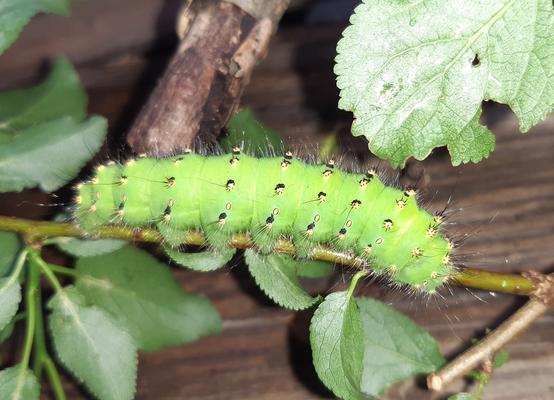 ausgewachsene Raupe des Ligurischen Nachtpfauenauges (L5)
