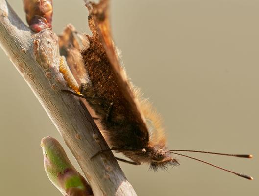geschlüpfter Falter