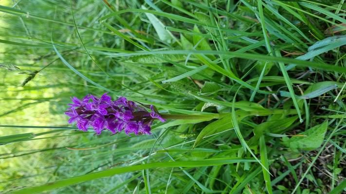 Am Bild zu sehen ist die Orchidee mit dem Namen Dactylorhiza incarnata