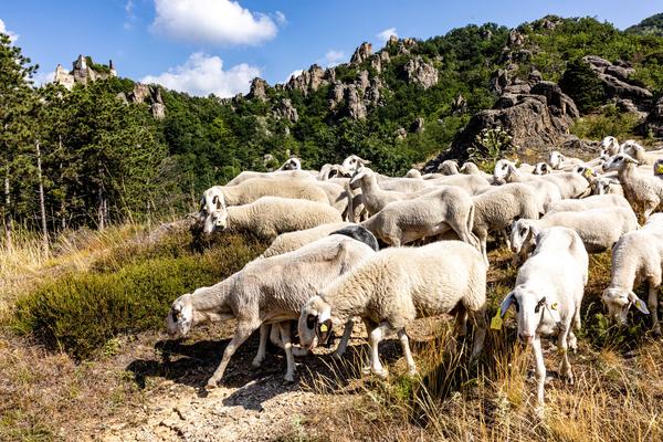 Schafe beim Trieb in Dürnstein