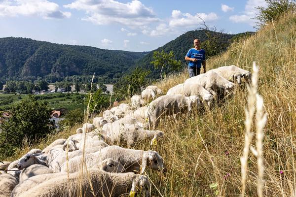 Schafe beim Weiden in Dürnstein