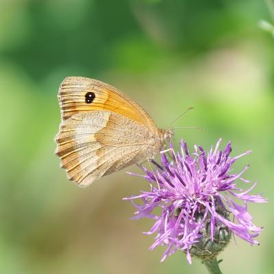 Zu sehen ist ein Großes Ochsenauge, der häufigste Schmetterling in Österreichs Gärten 2021