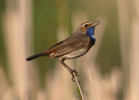 Zu sehen ist ein Blaukehlchen