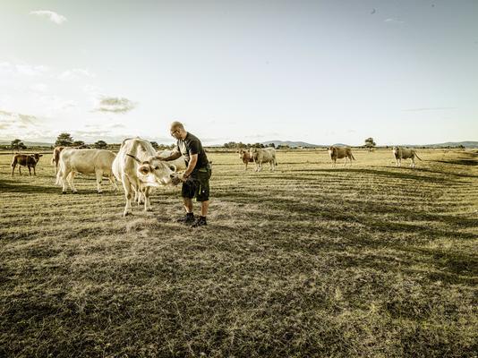Matthias Frank bei seinen Rindern auf der Weide