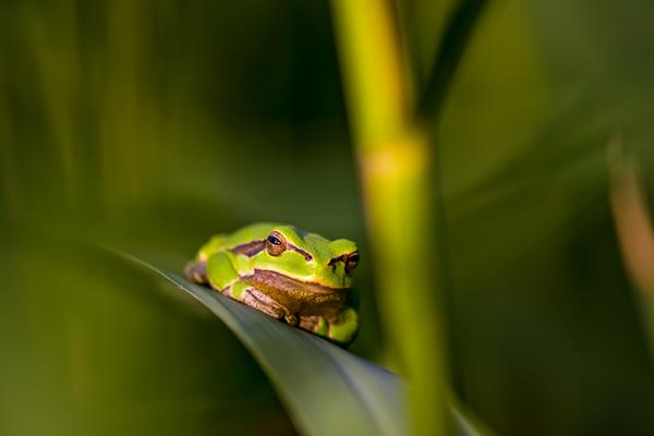 Laubfrosch im Schilf