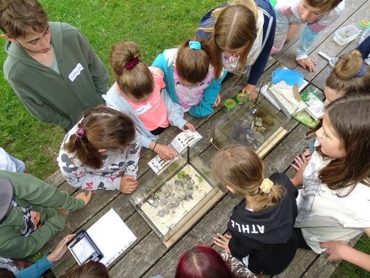 Bereits im Sommer-Semester 2021 haben die Schülerinnen und Schüler der Volkschule Schwarzau im Gebirge   einiges   über   Amphibien   erfahren.   Ende   September   wurden   die   Freilanderlebnisse durch unterschiedliche Materialien im Unterricht nachbearbeitet. 