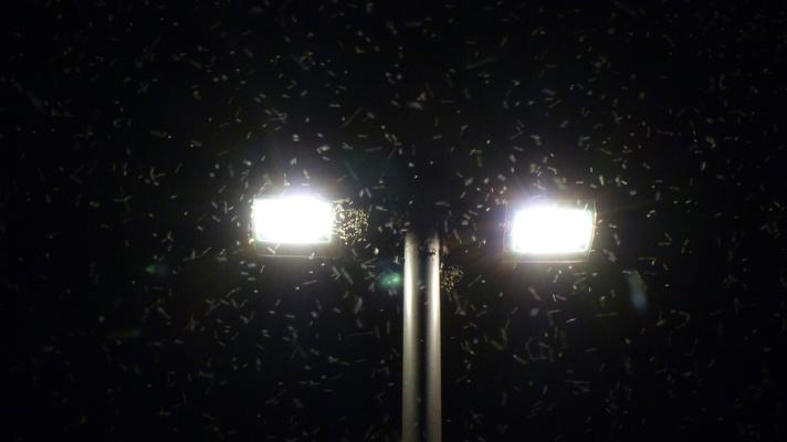 Insekten werden in der Nacht von einem Leuchtkörper angelockt