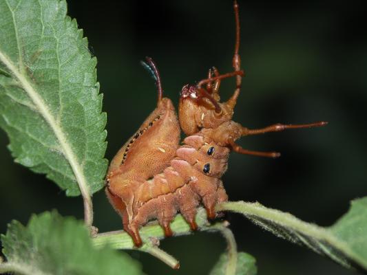 Raupe des Buchen-Zahnspinner