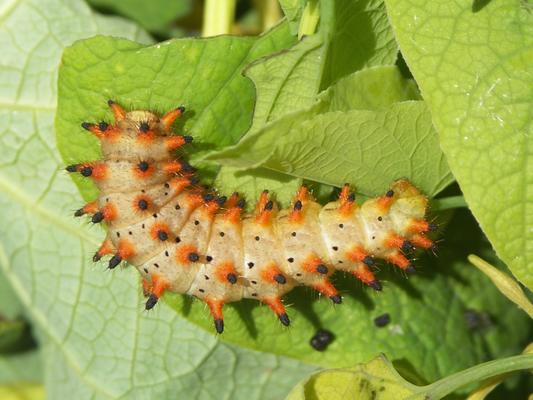 Raupe des Osterluzeifalters