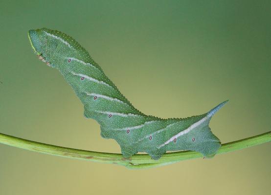 Grüne Raupe des Abendpfauenauges