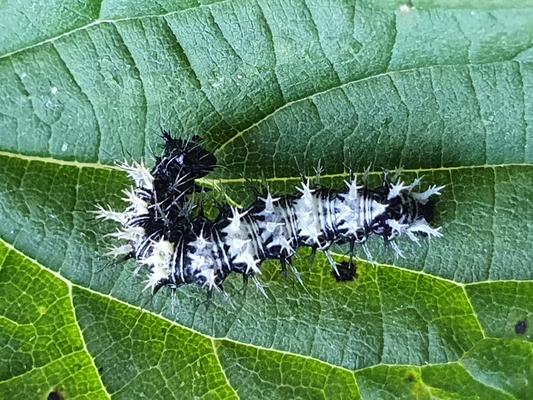 Raupe des C-Falters