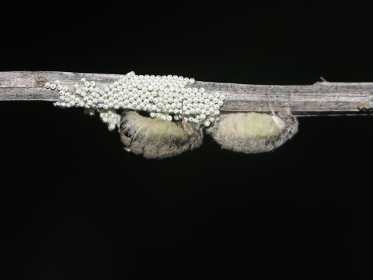Schlehen-Bürstenspinner: Weibchen bei der Ei-Ablage