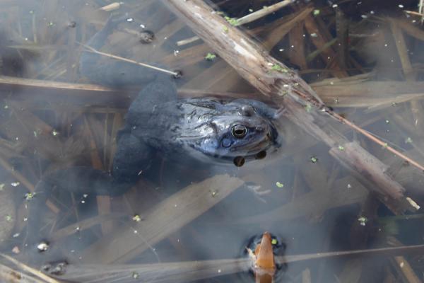 Zu sehen ist ein männlicher Balkanmoorfrosch im ESG Lendspitz-Maiernigg. Die Männchen sind während der Laichzeit blau gefärbt.
