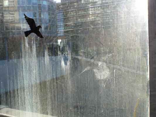 Sonnenschein und verschmutztes Glas helfen bei der Suche nach Anprallspuren. Greifvogelaufkleber weisen auf Problemstellen hin.