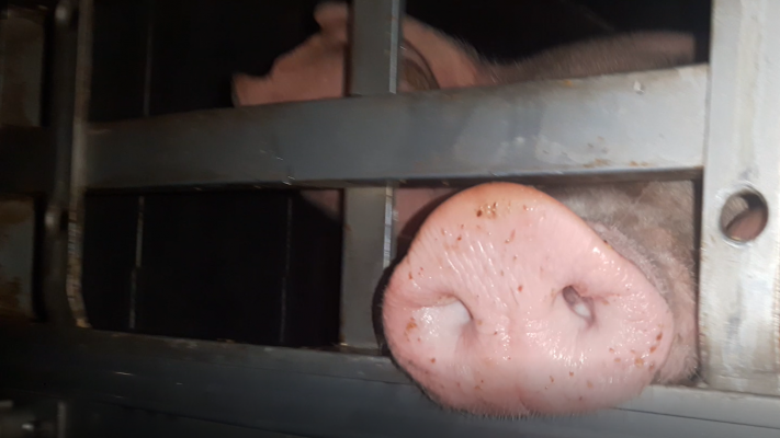 Schwein, sichtbar ist die Schnauze hinter Gittern