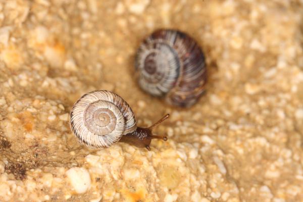Schnecken auf Felsboden