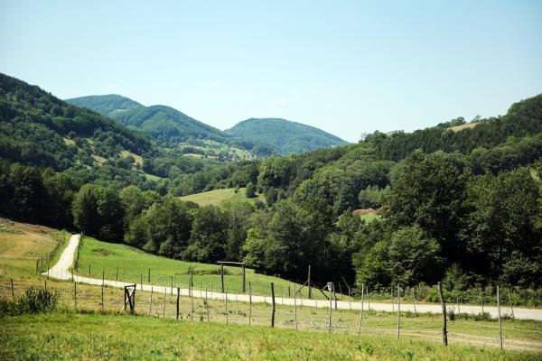 Wald in der Region Elsbeere Wienerwald