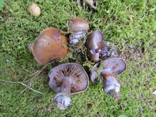 Purpurfleckener Klumpfuß (Cortinarius purpurascens): Fichte, Buche u.a.