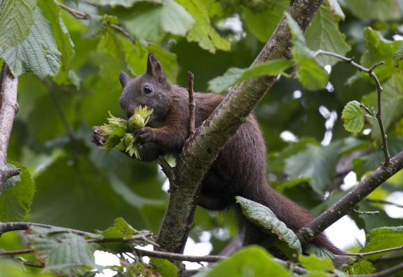 Eichhörnchen auf einer Hasel