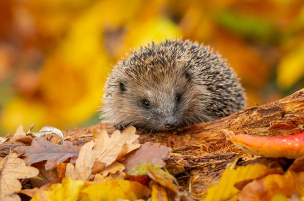 Igel im herbstlichen Laub