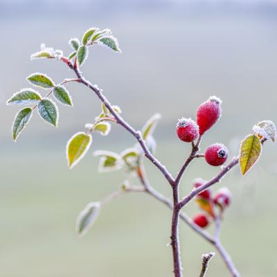 Hagebutte mit Frost