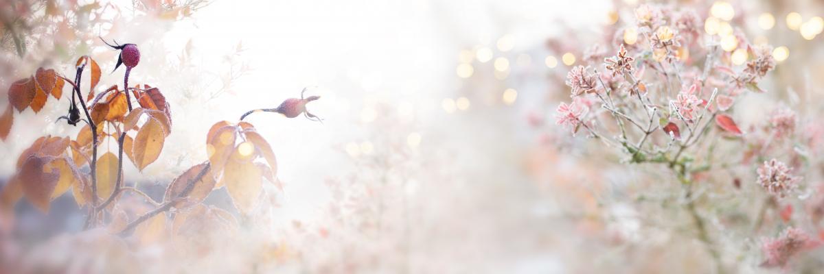 Herbstliche Pflanzen im Nebel