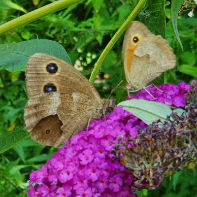 Blaukernauge und Großes Ochsenauge auf Schmetterlingsflieder