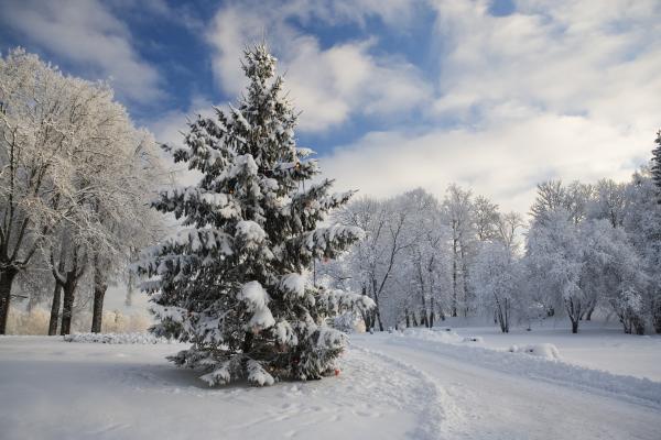 Winterlandschaft mit verschneiten Bäumen
