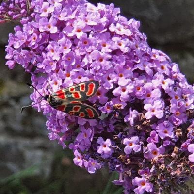 Esparsettern-Widderchen auf Schmetterlingsflieder