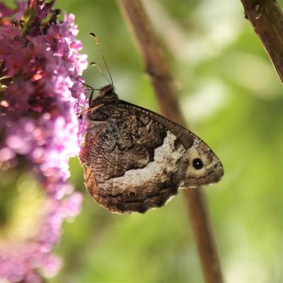 Schmetterling "Großer Waldportier" auf Schmetterlingsflieder