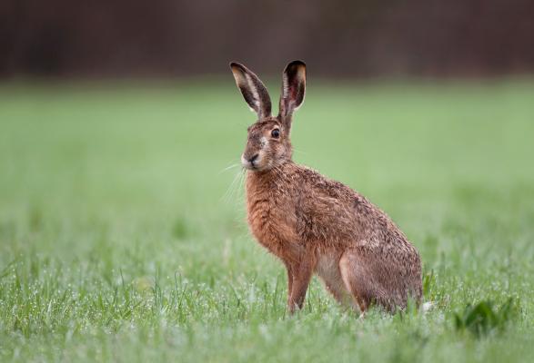 Brauner Hase im Gras sitzend