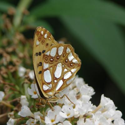 Schmetterling "Kleiner Perlmutterfalter" auf Schmetterlingsflieder
