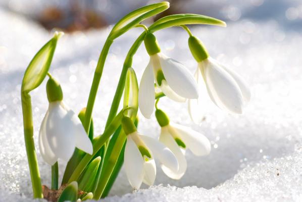 Schneeglöckchen im Schnee