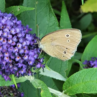 Schmetterling "Schornsteinfeger" auf Schmetterlingsflieder