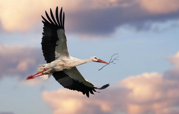 Weißstorch im Flug