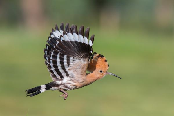 Wiedehopf im Flug
