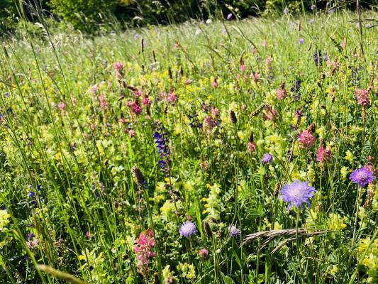 Naturnahe Begrünung